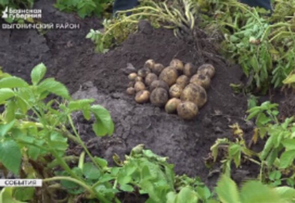 Делегация аграриев Приморья познакомилась с брянским опытом в отрасли растениеводства