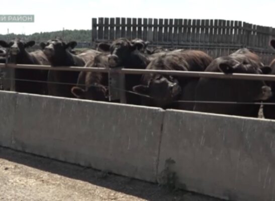 Делегация аграриев из Приморья побывала на животноводческих площадках «Мираторга»