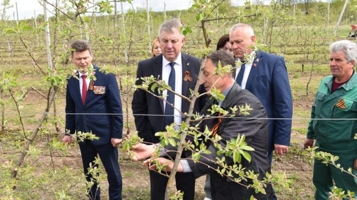 В 2025 году «Брянский сад» подарит урожай в 4000 тонн яблок