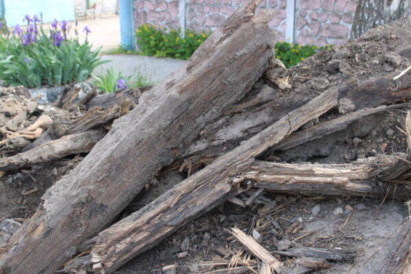 В Стародубе при проведении строительных работ обнаружили предметы старины