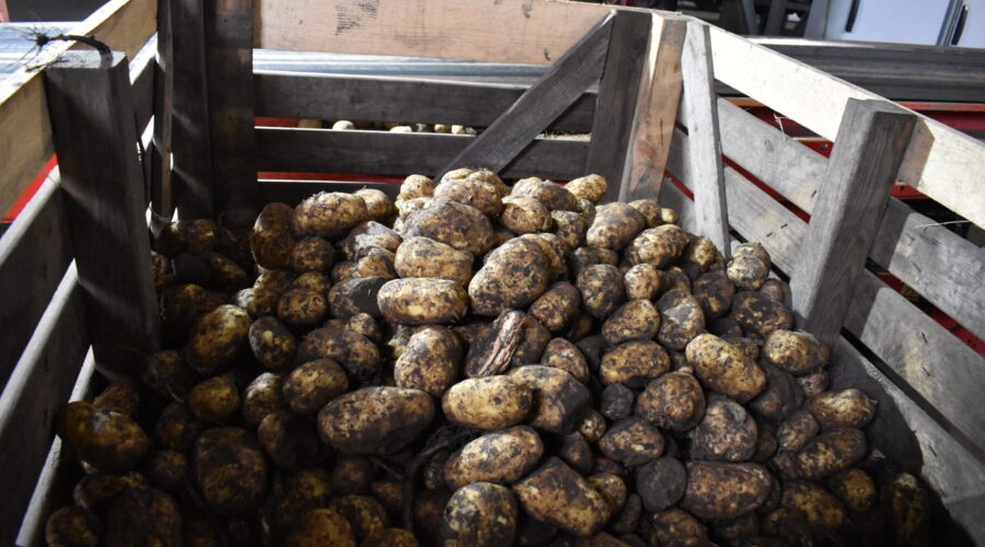 В ООО «Дружба-2» Жирятинского района ведется уборка раннего картофеля