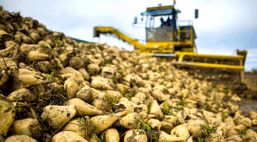 Брянские аграрии начали уборку сахарной свеклы раньше срока