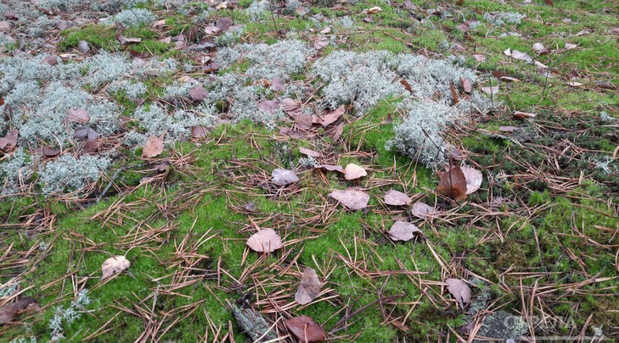 На охрану окружающей среды Брянщины планируют выделить более 140 млн. рублей