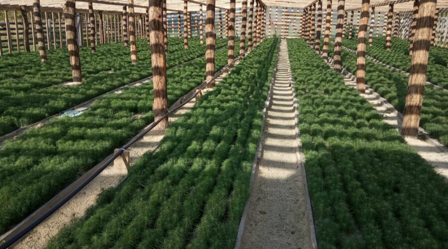 Брянские лесоводы обеспечены собственным посадочным материалом