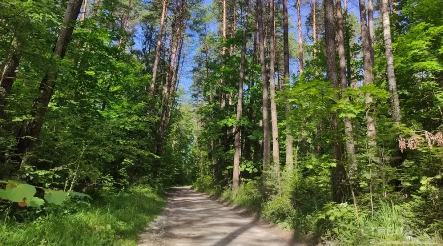 В Брянской области вырастили 16 миллионов саженцев для лесов за год