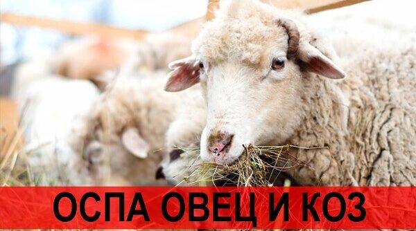 Памятка для населения по оспе овец и коз