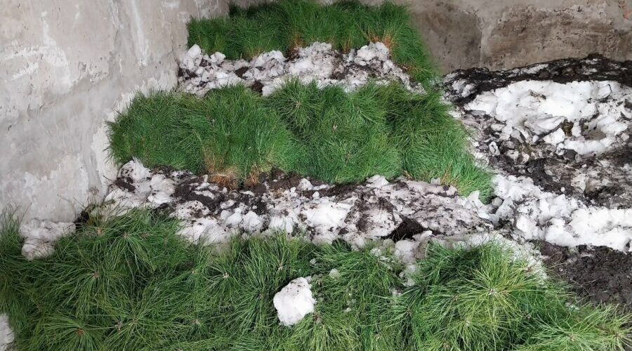 На территории Брянской области открыт лесокультурный сезон