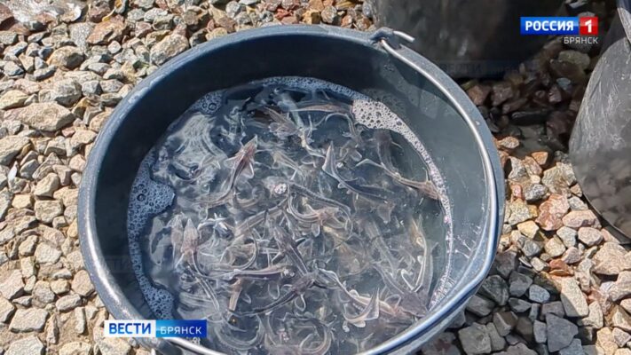 Акваторию брянской Десны пополнила царская рыба