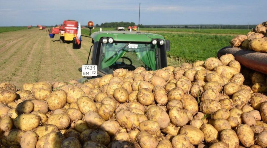В Брянской области аграрии уберут картофель на площади 34,7 тыс. га